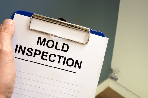 Mold Odor Removal Services in Hacienda Heights, CA